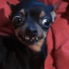 Pinscher e Chihuahua MEMES (rg7kqm2jbv)