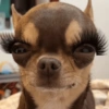 Pinscher e Chihuahua MEMES (7vdf8tkyq4)