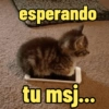 😻 قطط لطيفة (bw5fvqgm2s)