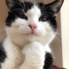 REAÇÕES GATINHOS 🐈🐈‍⬛ (g8462prytx)
