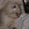 😻 قطط لطيفة (765d9qxzwg)