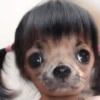 Pinscher e Chihuahua MEMES (2xd3hj5y4s)