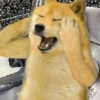 Doggo (nxj24zmhsp)