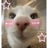 قط بعيون نجمية 🌟