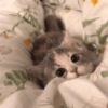 😻 قطط لطيفة (mj8grtzkdq)