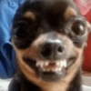 Pinscher e Chihuahua MEMES (bjywxnf86c)