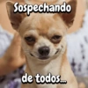 Funny Reacciones habladas  🐈🐕 (xfmph254wt)