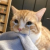 Gatos reacciones 😼 (tdcyzxb2rj)