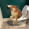 Doggo (cgmt6r4jd9)