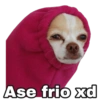 Chihuahuas random (29jdxq483w)