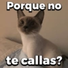 Michitos 2 🐱🐈 (wcfmk4sdn2)