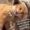 Gatitos SAD 😞 1 (3ntgsf64r8)