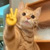MEME KUCING 🐱 (fj7rqtx5pg)