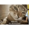 Frases de Gatos  (w7c6k2y4r9)
