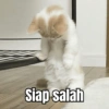 MEME KUCING 🐱 (zjytrq5f4v)