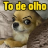Cachorro memes (y62w9mb8kx)
