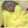 Macaquinhos 🙈 (t8pjmxg6sn)