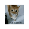 Frases de Gatos  (962jg8wbzv)