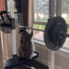 راكون بنش برس