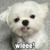 Cute Dog 🐶 (h7dkfw69v4)