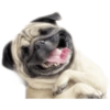 ☆funny pets (stf8679gjr)