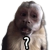 قردة لك 🐒🍌🌴 (jfmqs3dyhr)