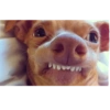 ☆funny pets (fx8zw4b5n9)