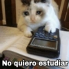 Gatitos SAD 😞 1 (tm4scbwk3j)