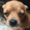 Cute Dog 🐶 (xvmsdpgbhn)