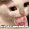 Gatitos SAD 😞 1 (jvx2qctz37)