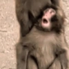 Más monitos 🐵🐵