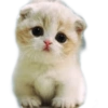 ☆funny pets (gjfynw39tz)