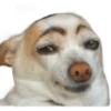 ☆funny pets (rz94wsm5cb)
