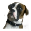 ☆funny pets (gxpq9dscbh)