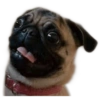 ☆funny pets (qyg9d6nj2v)