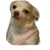 ☆funny pets (fk2qpb5wcn)