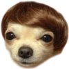 ☆funny pets (5rhznwgmjx)