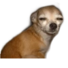 ☆funny pets (6qc4n9ybw5)