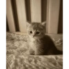 قطط: عصبية ولطيفة 😾 (c4qtmnzv8f)