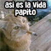 Memes con Frases #1🧠 (q783m6wk9t)