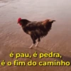 Reações + galinhas 🐔 (dh83pmqgv2)