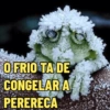 Memes de Frio | Inverno 🥶❄️ (978sm5cnqr)