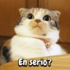 Funny Reacciones habladas  🐈🐕 (r5ygksc2tw)