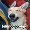 Funny Reacciones habladas  🐈🐕 (yhqf2rbw83)
