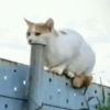 قطة خبيثة 😈🐈 (d5vkpzxgj7)