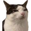 Cats and dogs (sp9bcw5yvt)