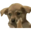 Cats and dogs (542j8xhy9r)