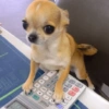 Mix perritos sin palabras  (kbw2hcq3d8)