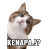 Kucing lucu (mhp6297zbd)