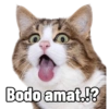 Kucing lucu (4vwxjmk9py)